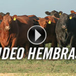 video-hembras