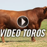 video-toros