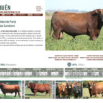 rehuen