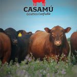 tapa-catalogo