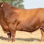 A452-Maiten