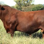 SHK_3878-B326-RUMI-editV2-CLARO