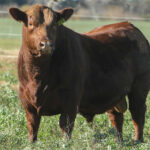 SHK_7589-E474-CABURE-2