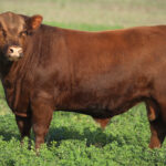 SHK_5020 KILLI C560-EDIT
